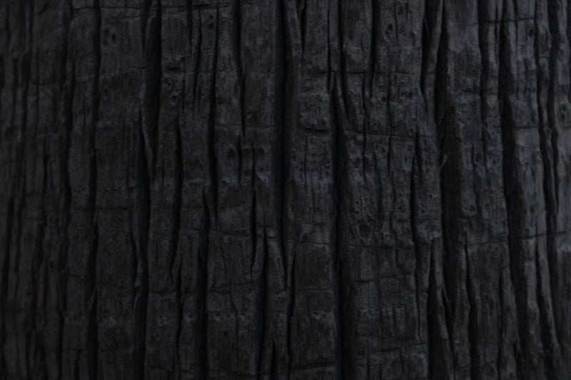 Dark bark of a tree.