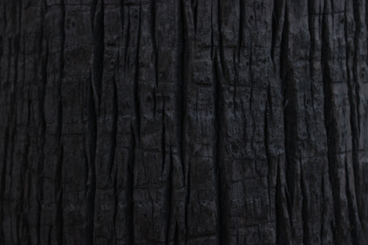 Dark bark of a tree.